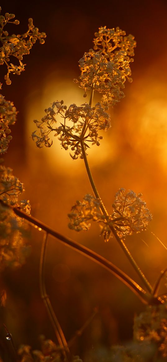 plant, inflorescence, light, macro