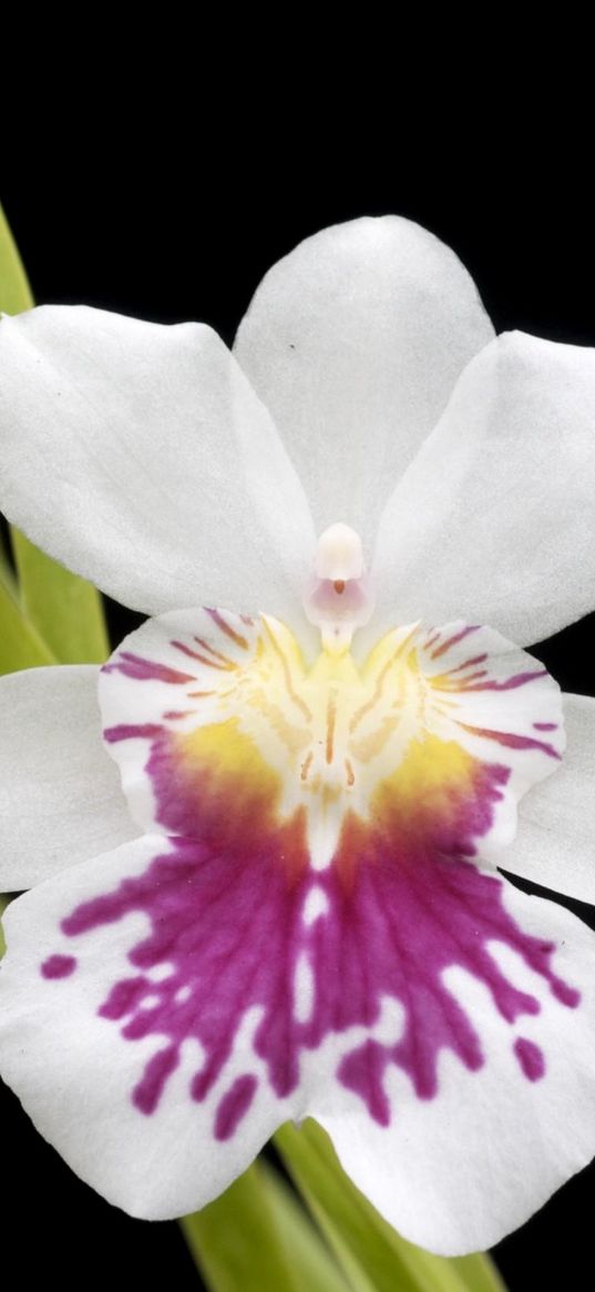 orchid, flower, close-up, black background