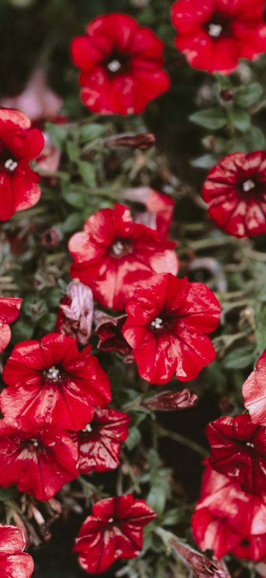 petunias, flowers, red, garden, nature