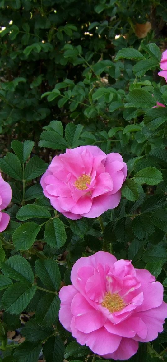 rose, flower, garden, herbs, twigs