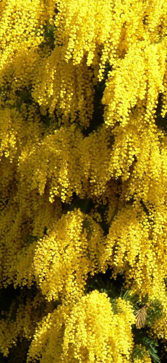 mimosa, flowering, spring, fluffy, beautiful