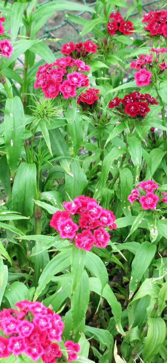 pinks, garden, flowerbed, grid, green