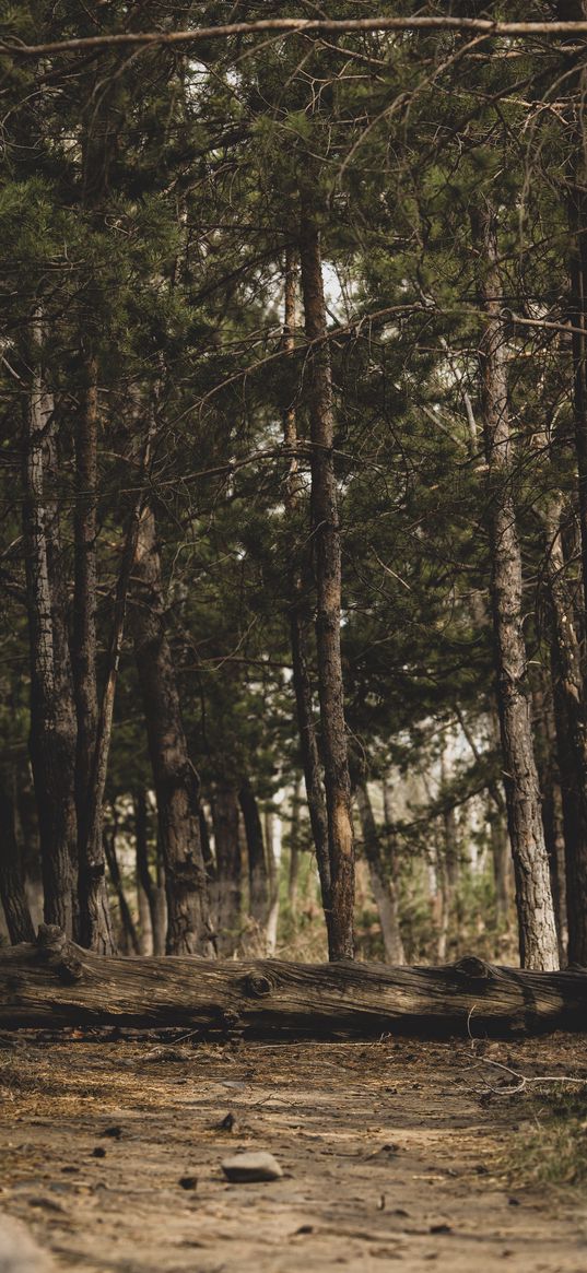 path, log, pine, trees, forest, nature