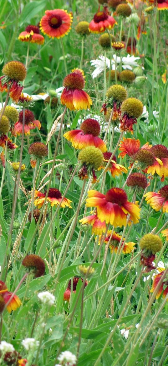 gaylardiya, daisies, flowers, fields, green, grass