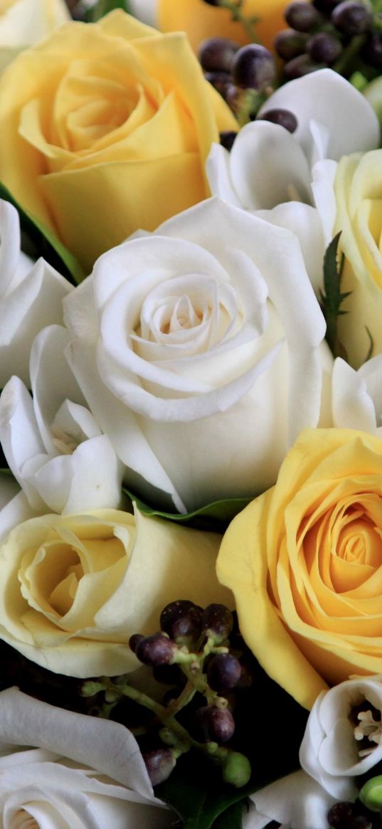 roses, flowers, white, yellow, flower, song, beautifully