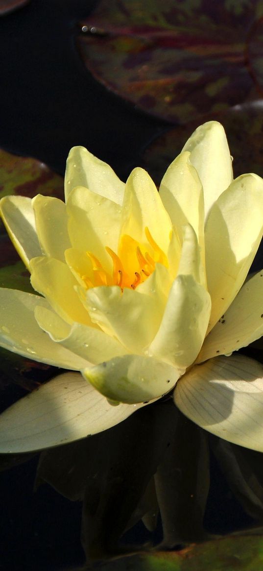 lilies, steam, water, leaves, drops, reflection