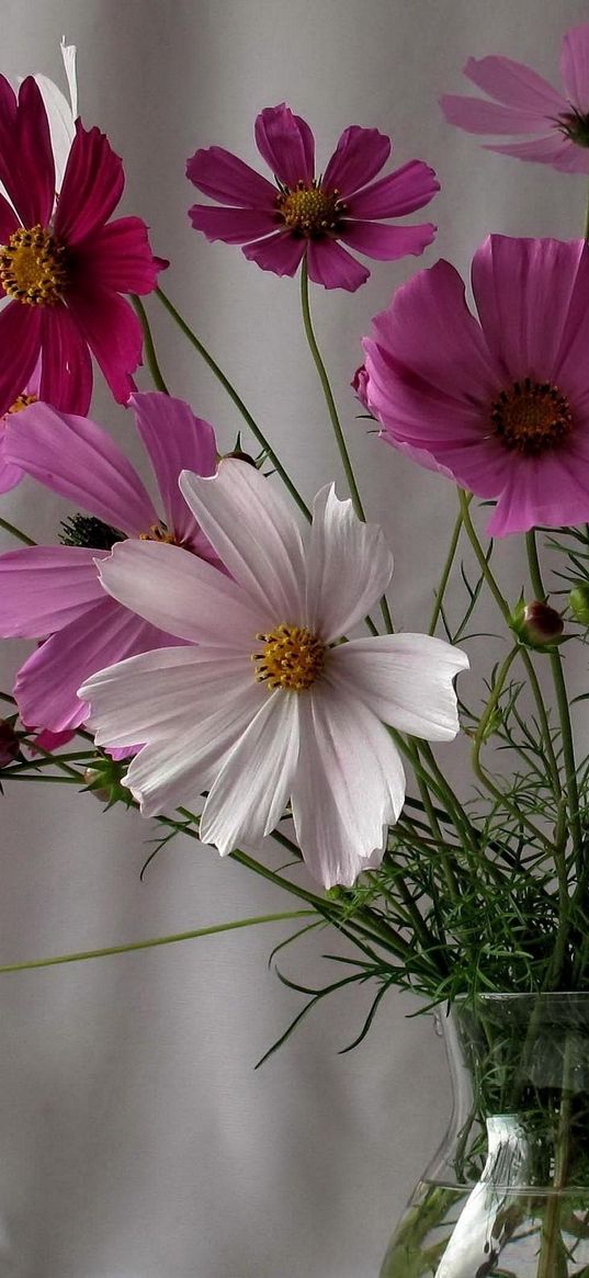 kosmeya, flowers, pot, flower, green