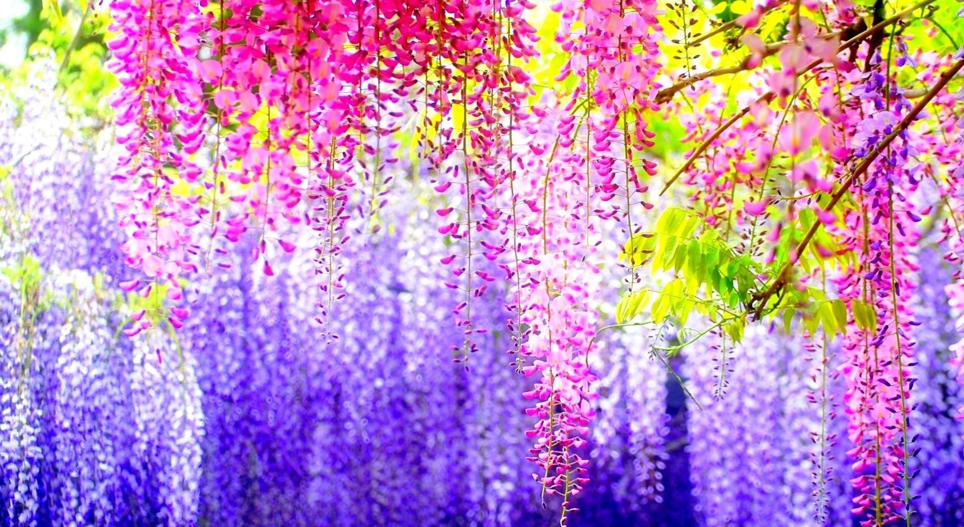 wisteria, branches, clusters, different, blur, light