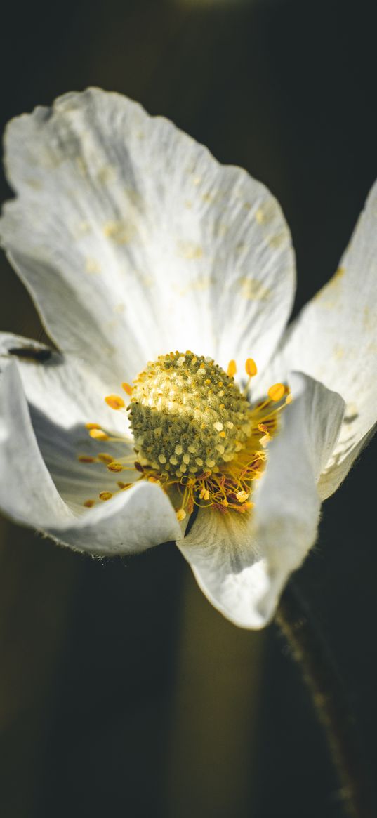 flower, petals, white, beetle, macro, plant, nature