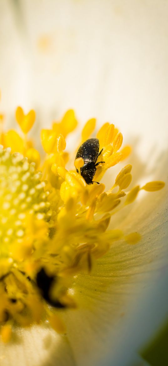 flower, yellow, beetle, macro, plant, nature