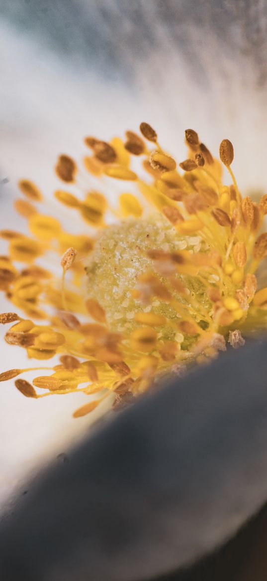 flower, stamens, yellow, macro, plant, nature