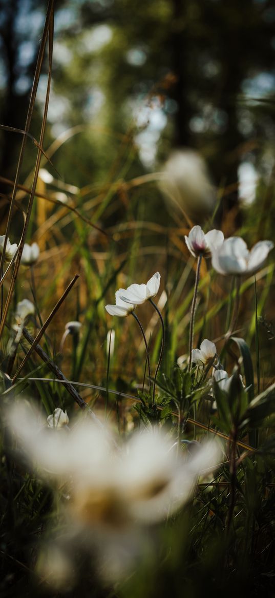 wildflowers, grass, field, plants, nature