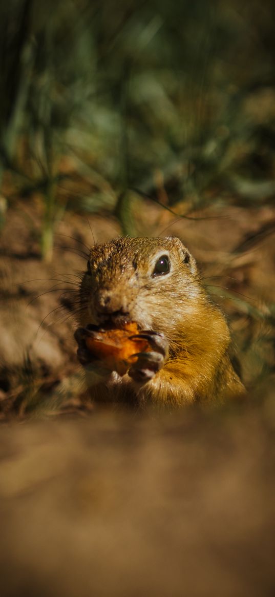 ground squirrel, rodent, grass, nature, animal