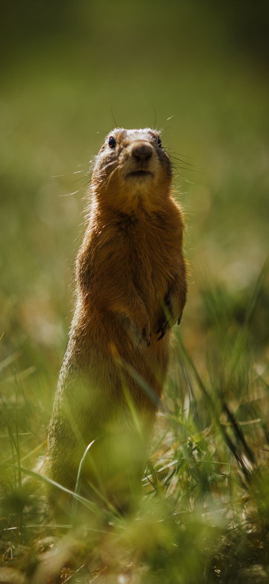 ground squirrel, grass, grouse, wildlife, animal