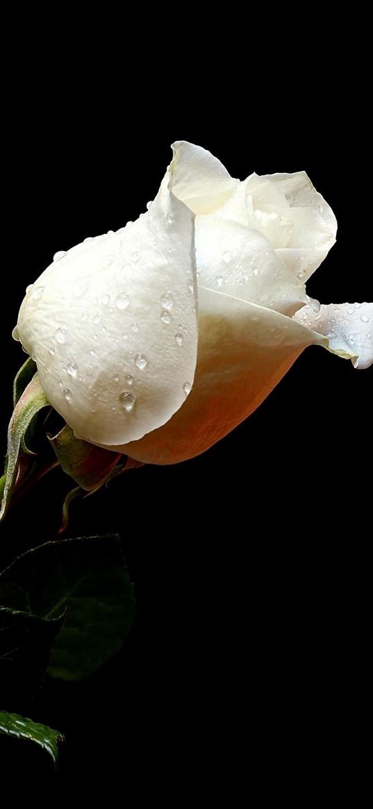 rose, flower, drops, fresh, black background