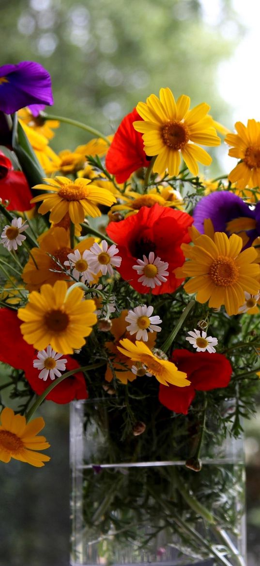 daisies, poppies, irises, flowers, bouquet, summer, waza