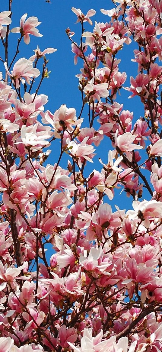 magnolia, bloom, sky, branch, spring