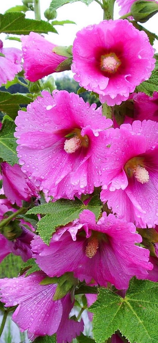 mallow, flowers, drop, freshness, grass, nature