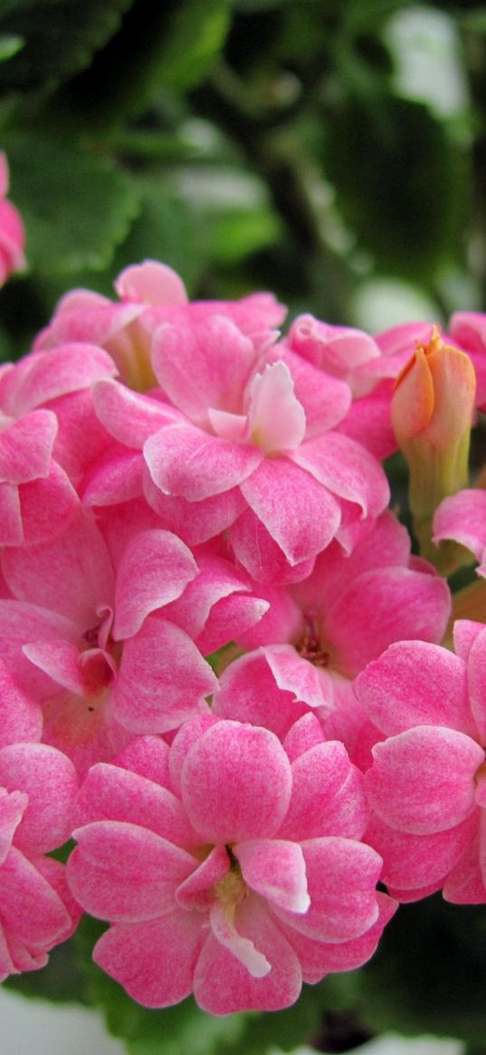 kalanchoe, flowers, bloom, room, green, close-up