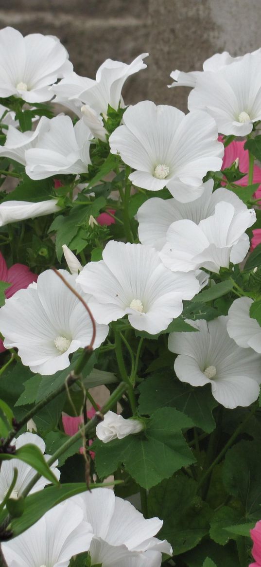 lavatera, flowers, flowerbed, green, beautifully