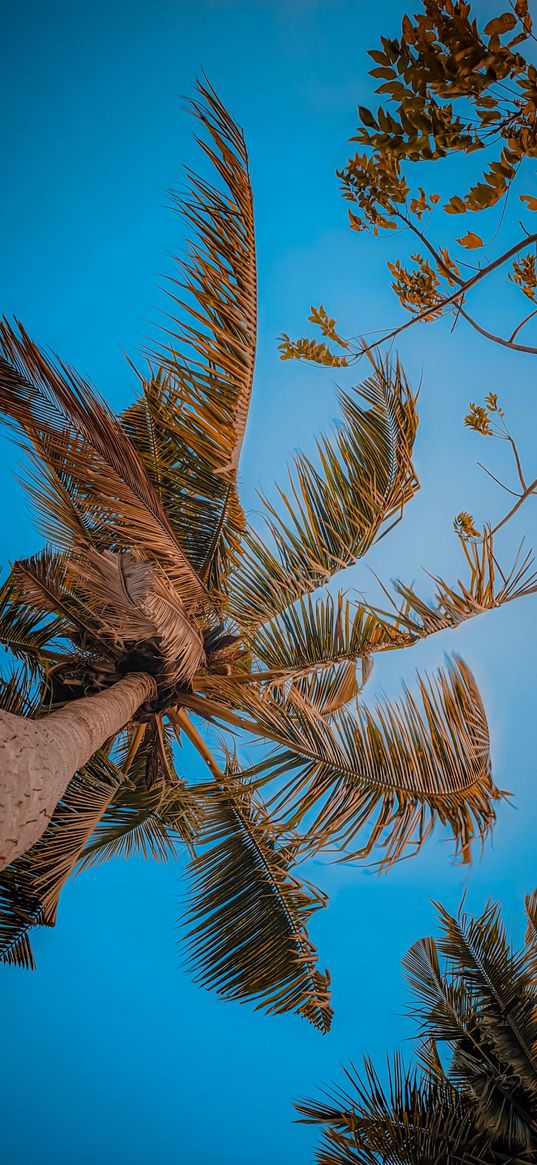 coconut tree, tree, green, blue, sky, yellow, leaves