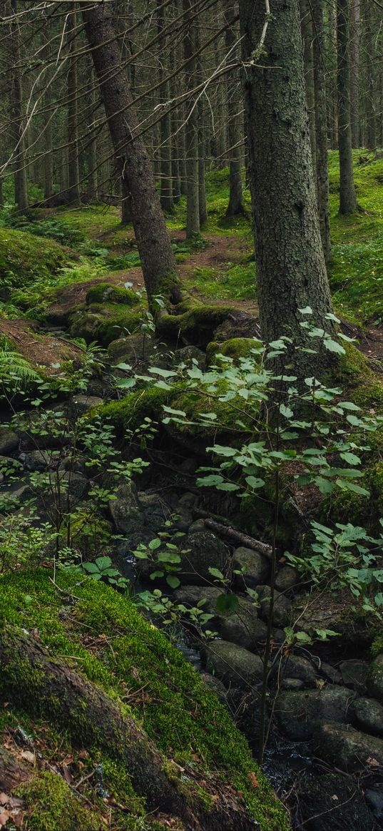 forest, moss, stones, stream, nature