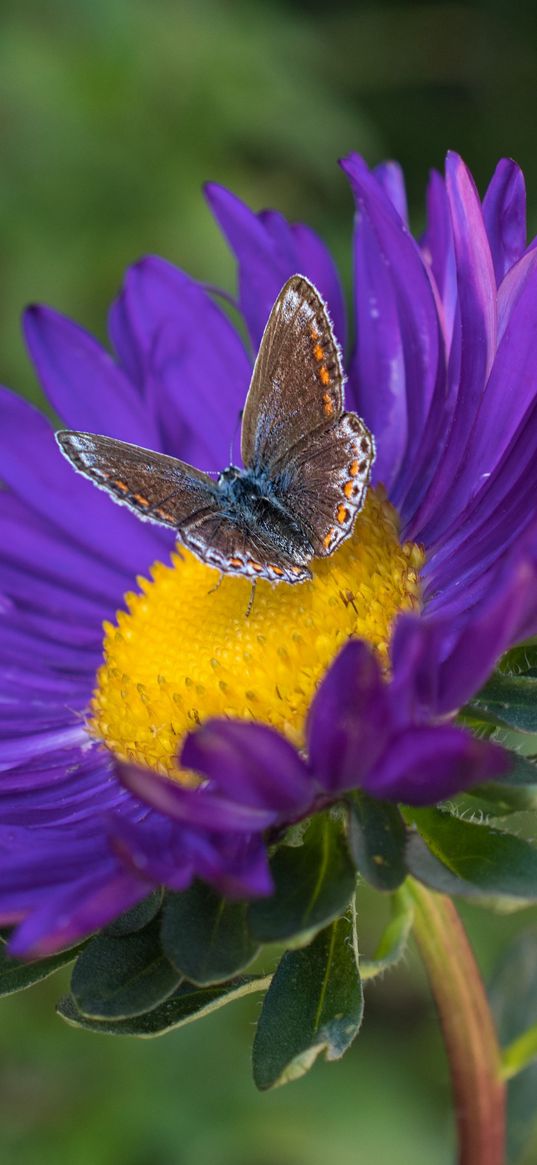 butterfly, aster, flower, macro