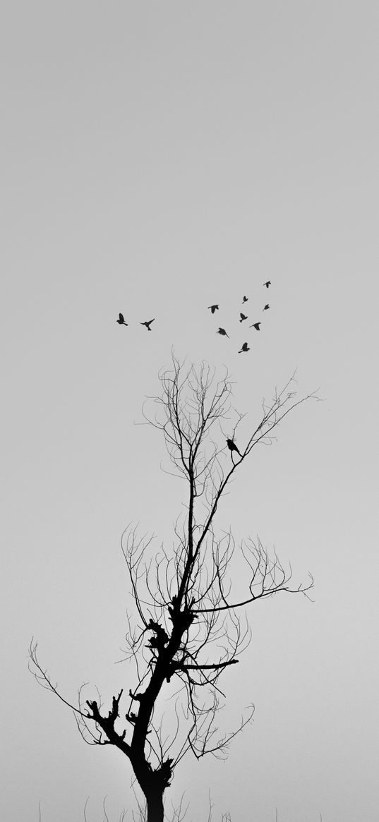 tree, birds, flock, silhouette, cloudy, gray background, nature