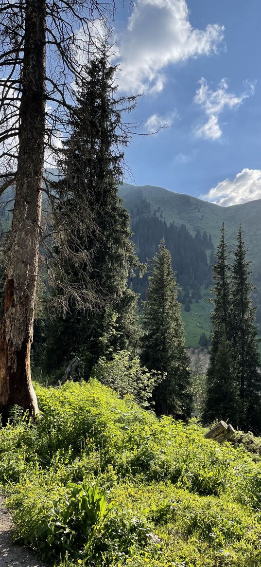 bushes, trees, christmas trees, forest, hills, mountains, blue sky, landscape, nature