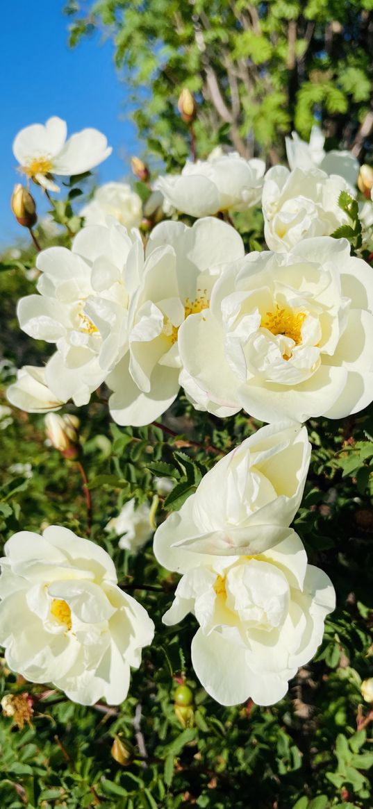 rosehip, flowers, white, bush, plant, spring, nature