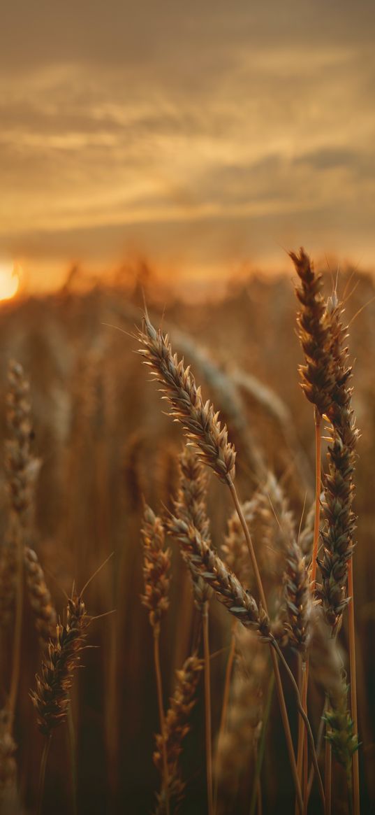 wheat, ears, field, sun, sunset, sky, nature