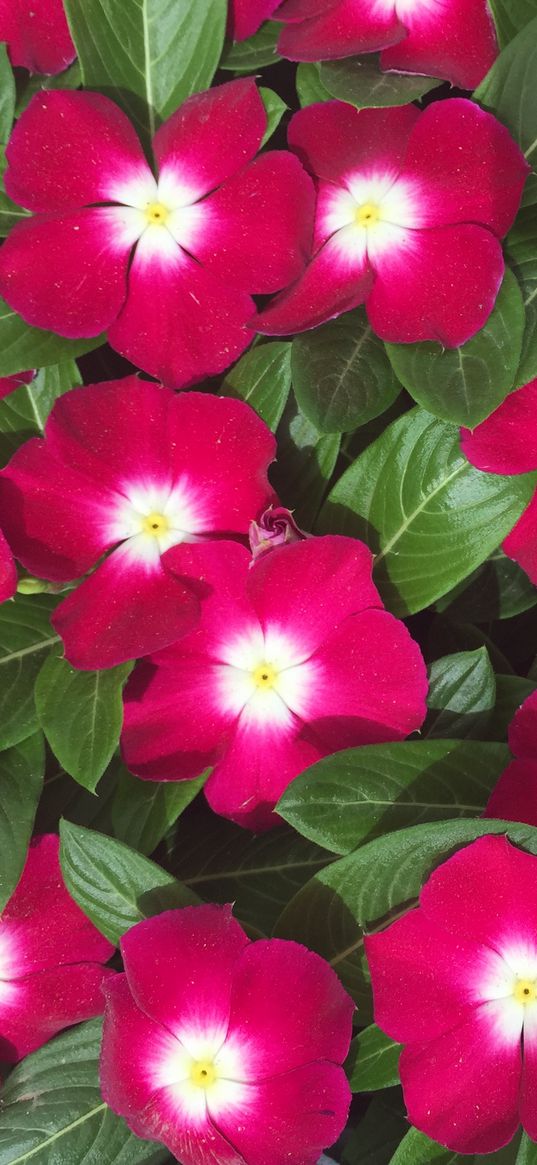 cataranthus, flowers, pink, plant, nature