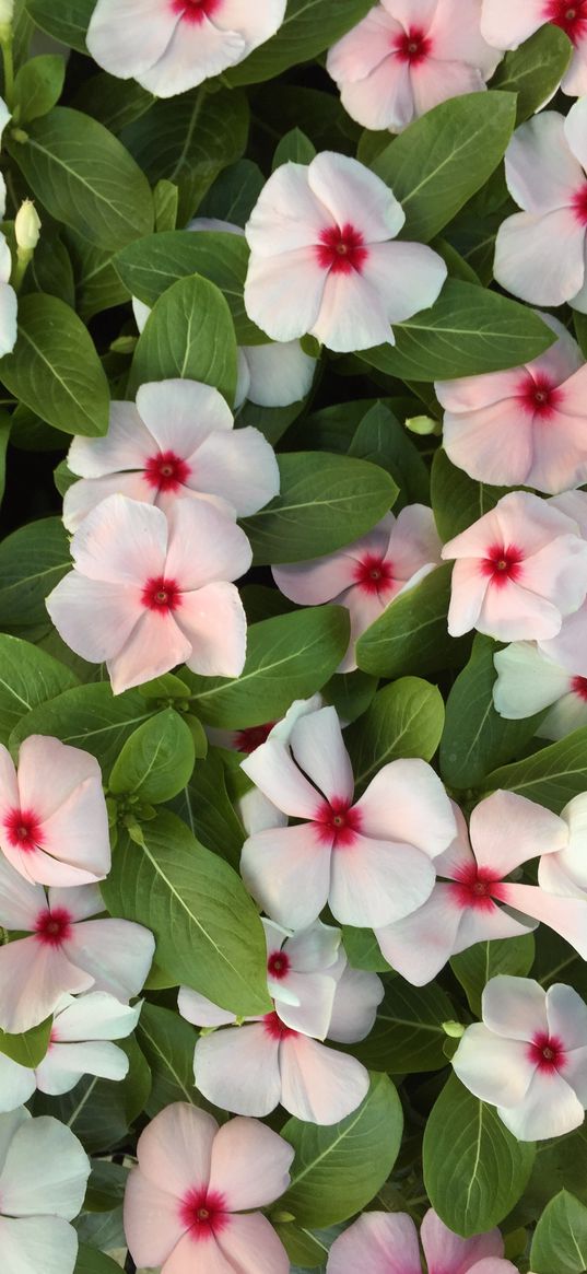 cataranthus, flowers, white, pink, plant, nature