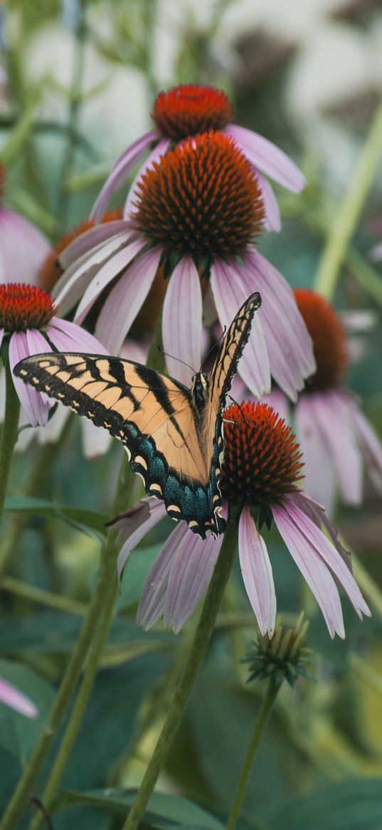 swallowtail, butterfly, coneflowers, flowers, petals, macro