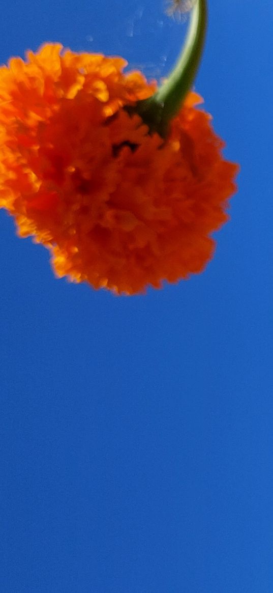 marigolds, flowers, orange, sky, blue