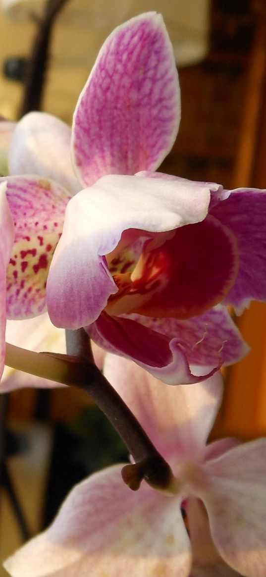 orchid, flower, twig, close-up