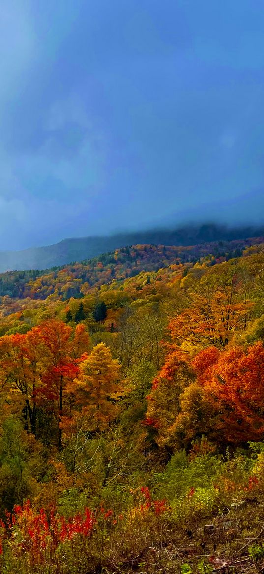 autumn, mountains, forest, nature, north carolina