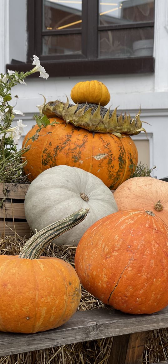 pumpkin, september, sunflower