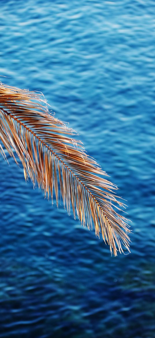 branch, palm, dry, sea, nature