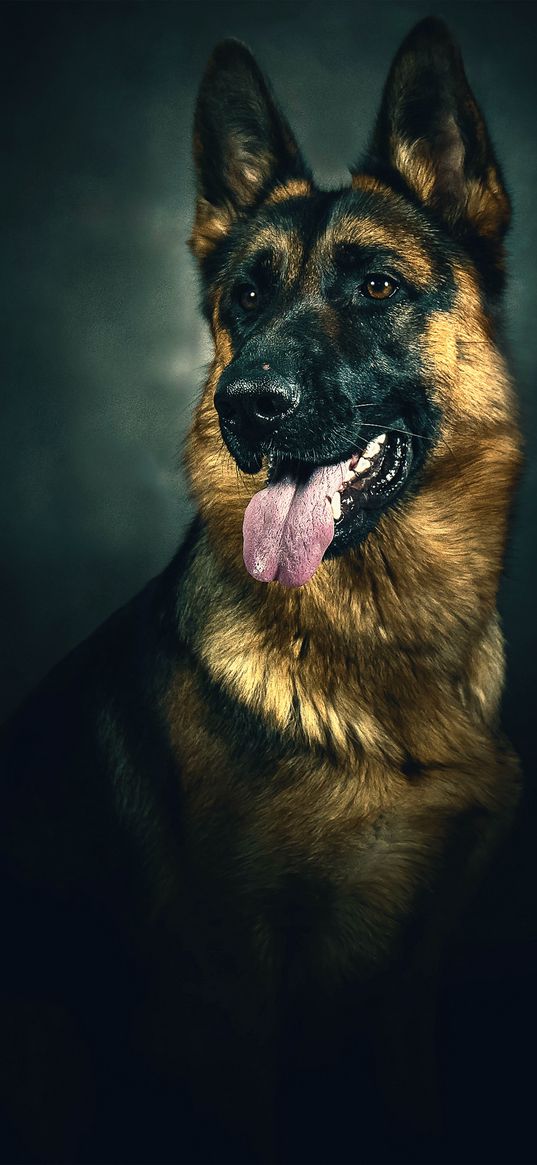 german shepherd, dog, pet, animal