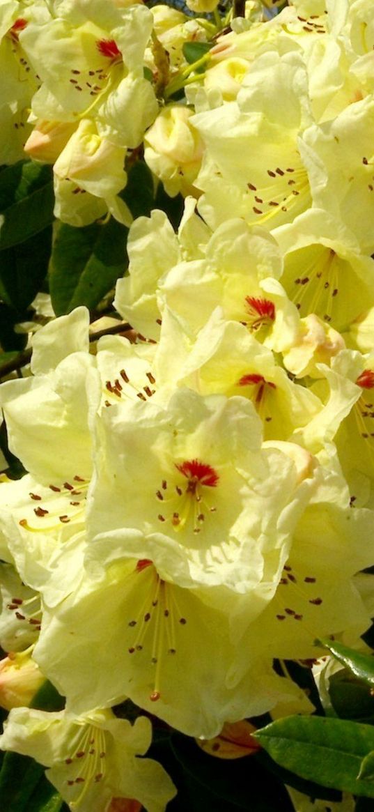 rhododendron, flowering, shrubs, herbs, close-up