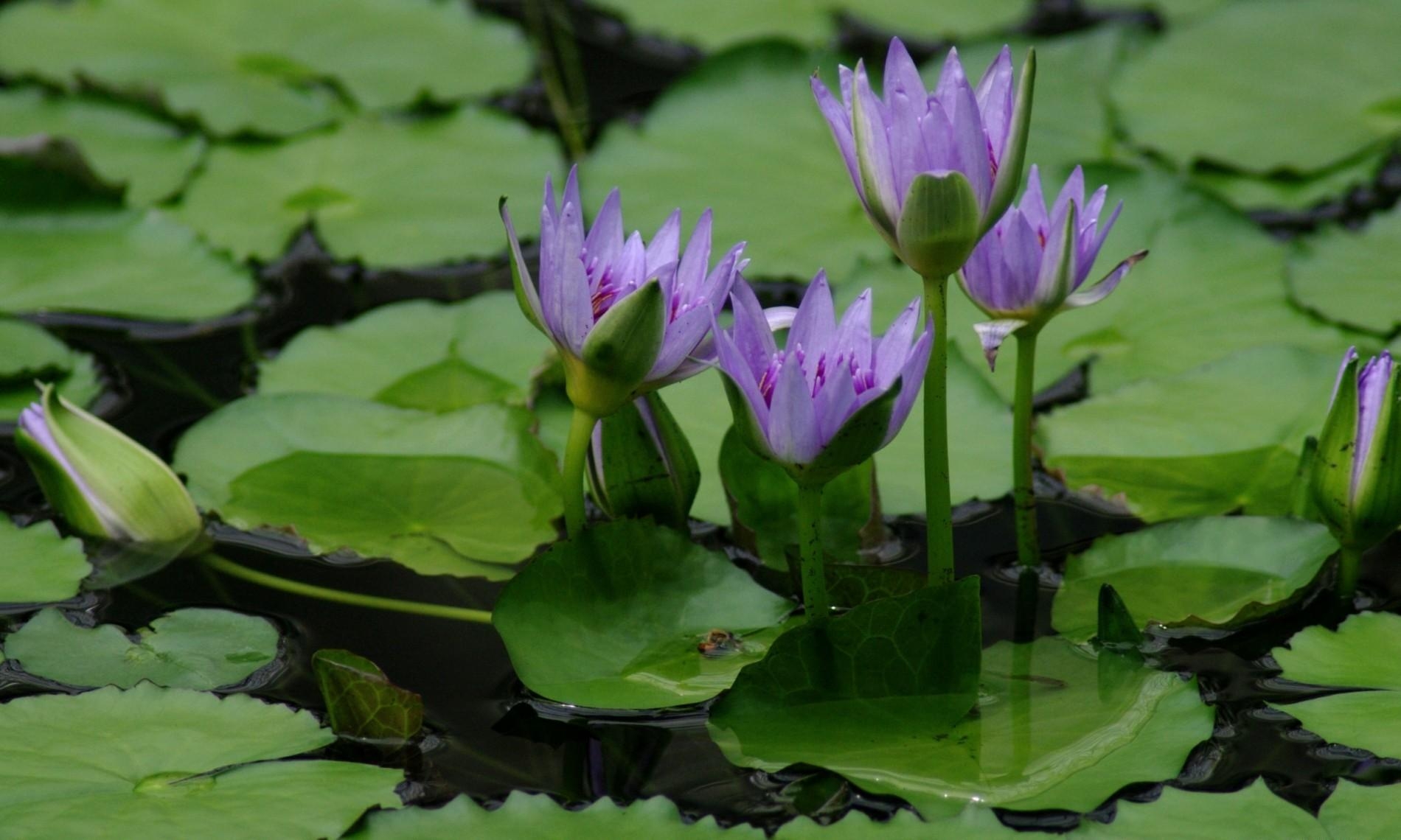 lilies, leaves, water, swamp