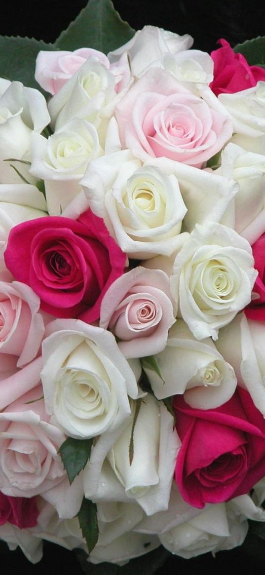 roses, flowers, white, pink, flower, leaf, design, beautifully