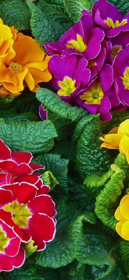 primrose, flowers, bright, colorful, fresh herbs