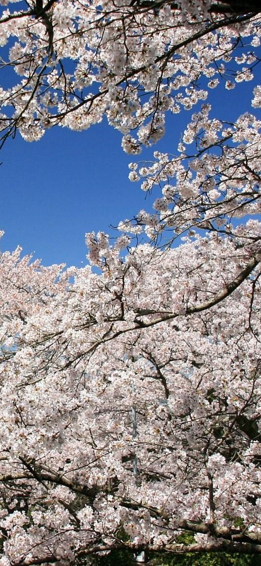 flowering, spring, branch, sky, cherry