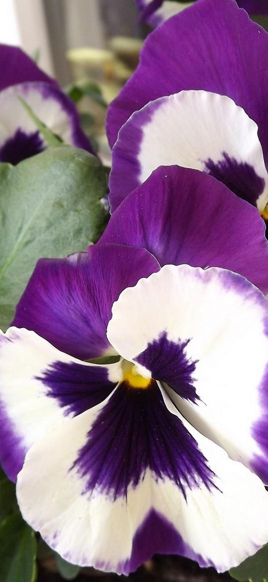 pansies, flower, pot, close-up