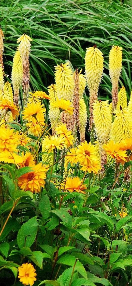 flowers, flowerbed, colorful, different, fresh herbs