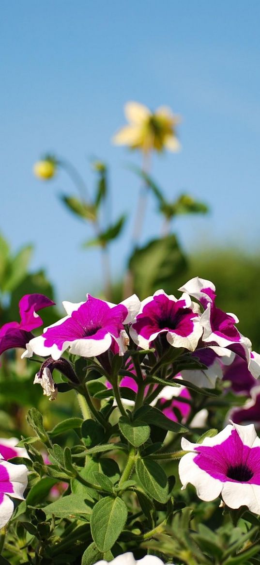 petunia, flower, flowerbed, sunny, skies, blurring