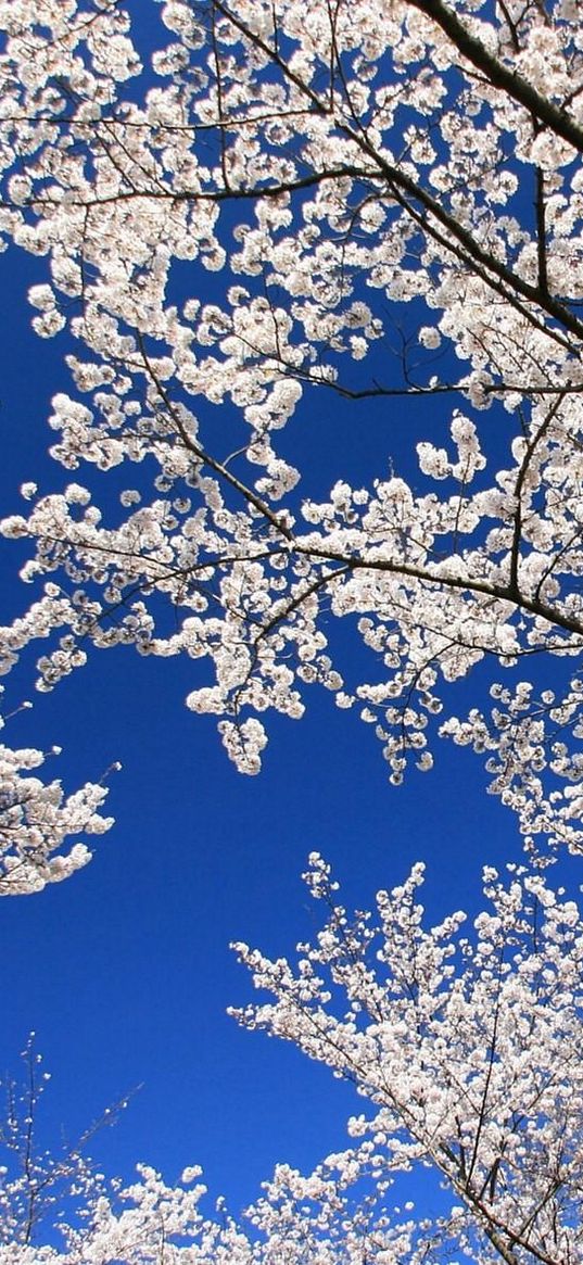 blossoms, twigs, spring, sky, mood