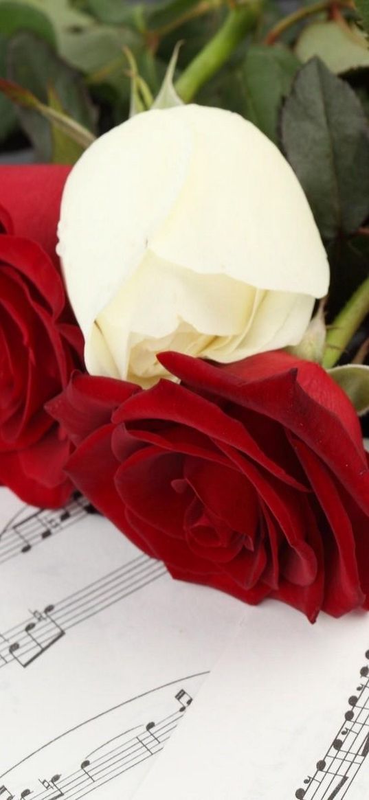 roses, flowers, three, notes, music